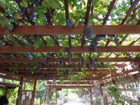 153 Palast von Festos