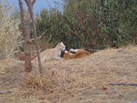 211 Kaffeestop in Sitia