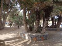 226 Palmenstrand Vai