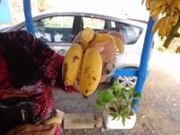 227 Palmenstrand Vai