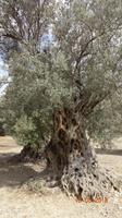 sehr alte Olivenbäume
