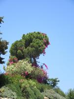 Blütenpracht am Eingang zu den Ruinen von Festos