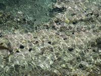 Seeigel an der Küste von Spinalonga