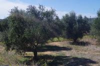 Minoische Töpferei in Tharpsano