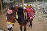 Lassithi - Hochebene