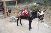 Lassithi - Hochebene