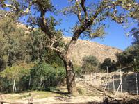 Platane, unter der angeblich Zeus gezeugt wurde