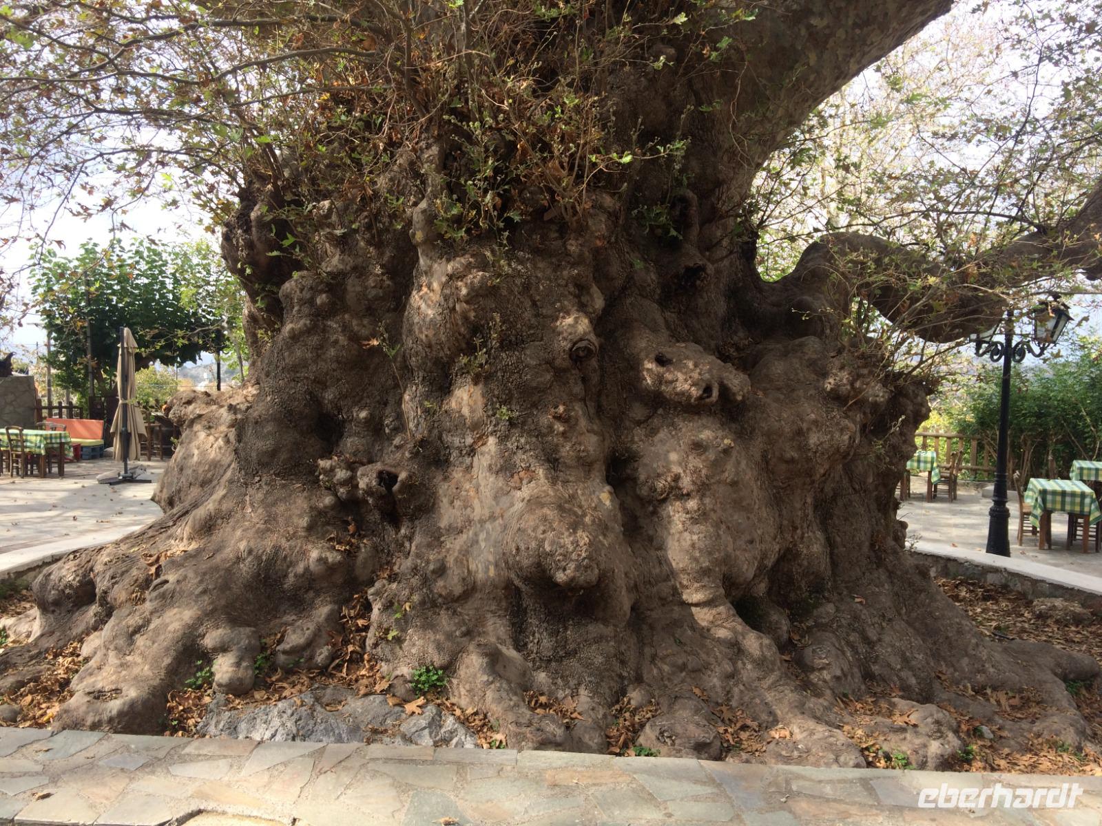 Älteste Platane auf Kreta im Dorf Krasi