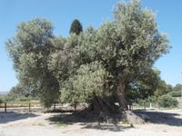 DSCN2952 alter Olivenbaum