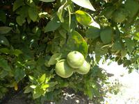 DSCN2960 Zitronen Baum