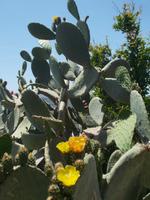 DSCN2973 Kakteen Blühten