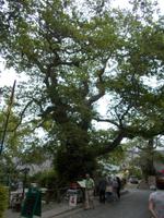 DSCN3073 älteste Platane in Krasi