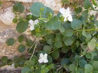 DSCN3107  Kapernblüten