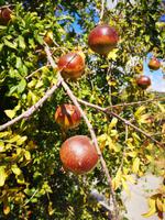 Besuch einer Töpferei in Thrapsano - Granatapfelbaum