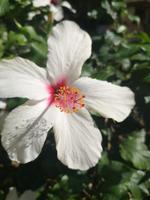 Hibiskuspracht in Heraklion