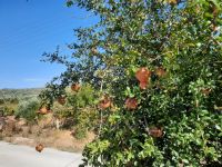 Töpferei in Thrapsano - Granatäpfel