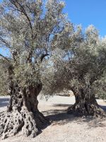 Gortys - uralte Olivenbäume...