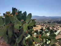 Festos - Feigenkaktus