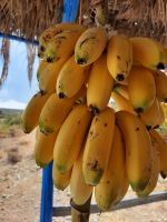 Bananen-Straßenverkauf bei Vai