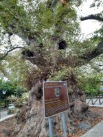 Dorf Krasi - größte Platane Kretas