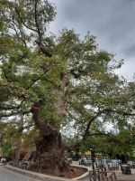 Dorf Krasi - größte Platane Kretas