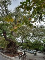 Dorf Krasi - größte Platane Kretas