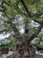 Dorf Krasi - größte Platane Kretas