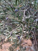 Dorf Krasi - Olivenbaum 