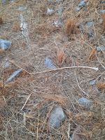 Insel Spinalonga (Meereszwiebel)