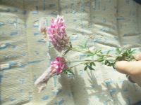 DSCN5802.JPG    Ebenholzstrauch