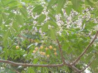 DSCN5813.JPG    Paternoster Baum