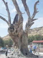 DSCN5827.JPG    Willkommen in Matala