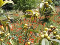 DSCN5862.JPG   Mispeln und Mohn