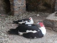 DSCN5982.JPG      auch die fühlen sich hier wohl