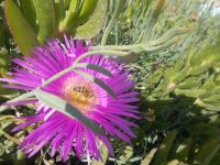 DSCN5989.JPG     da kommt der Honig her