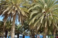 Palmenstrand von Vai