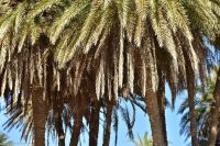 Palmenstrand von Vai