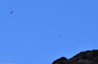 Adler und Gänsegeier in der Luft