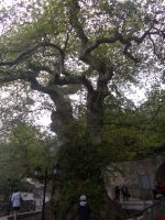 DSCN7339.JPG    Platane im Dorf Krasi
