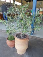 DSCN7380.JPG    Olivenbäume