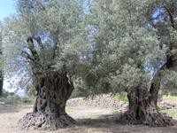 Olivenbäume in Gortys