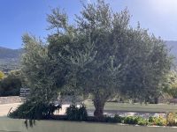 Ölmühle Vasilakis (3)