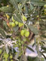 Ölmühle Vasilakis (4)