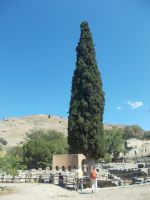 DSCN9024.JPG   Gortis