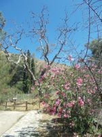 DSCN9030.JPG  Zeus Platane