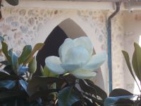 DSCN9083.JPG  Tulpenbaum