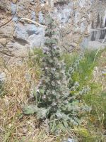 DSCN9102.JPG  Natternkopf