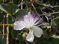 DSCN9124.JPG  Kapernblüte