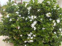 DSCN9162.JPG   Tschüß Kato Gouves