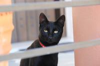 Kreta - griechische Katze